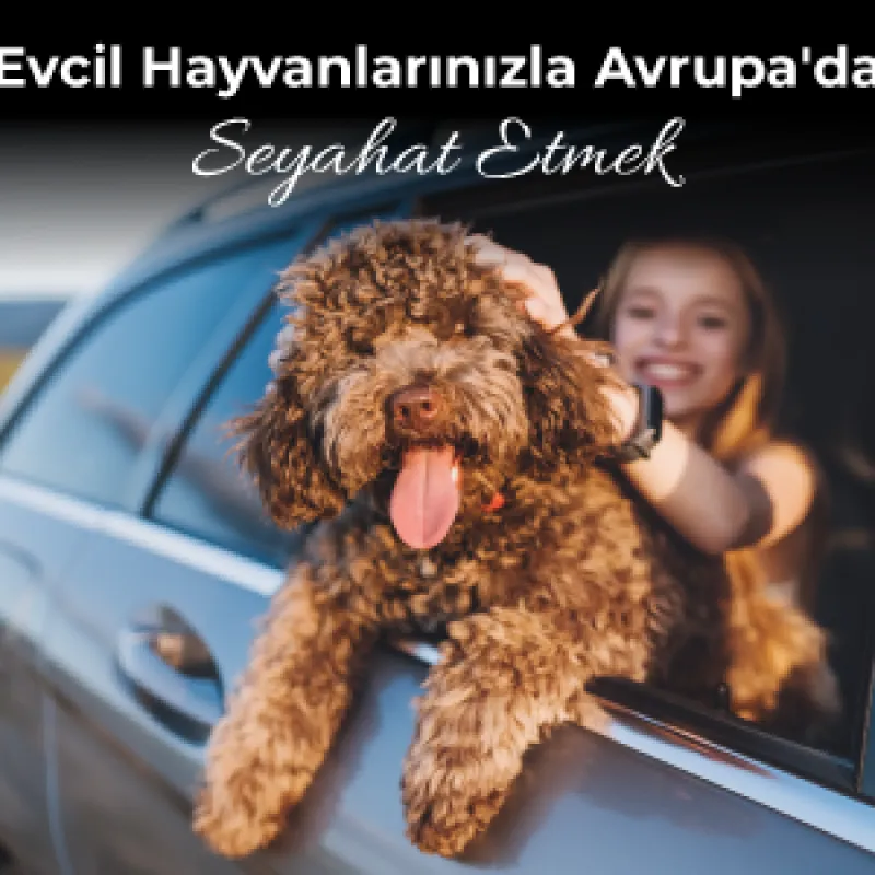 Evcil Hayvanlarınızla Avrupa'da Seyahat Etmek